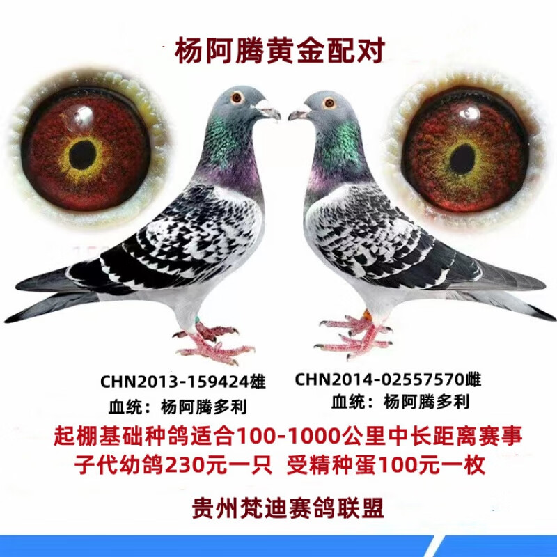 荣郁种鸽子信鸽子活体幼鸽特比成绩赛鸽蛋公棚鸽杨阿腾桑杰士詹森一对