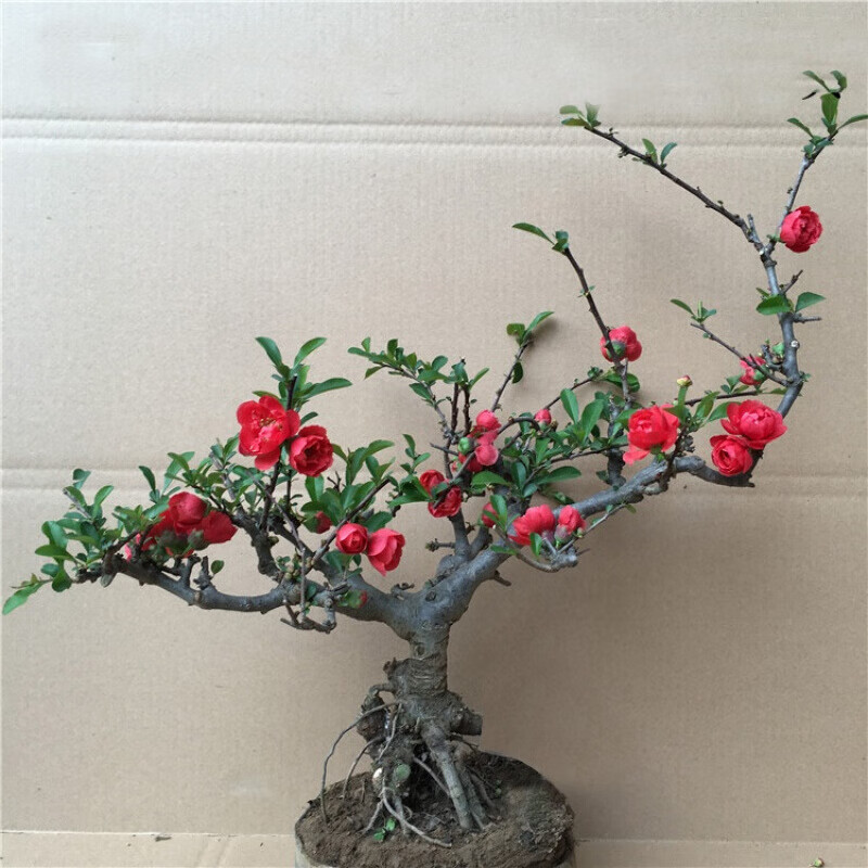 海棠花红梅树苗耐寒植物 不含盆 当年开花 20年长寿冠海棠当年开花