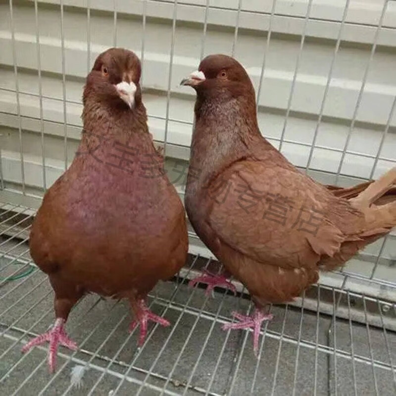 纯种落地王鸽子活物一对瓦灰种鸽特大型鸽子活体肉鸽观赏鸽现货 红色