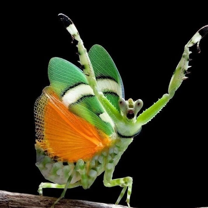 秋颖幽灵螳螂兰花螳螂蝴蝶中华活的入门豹纹 弧纹1龄(0.5厘米) 螳螂