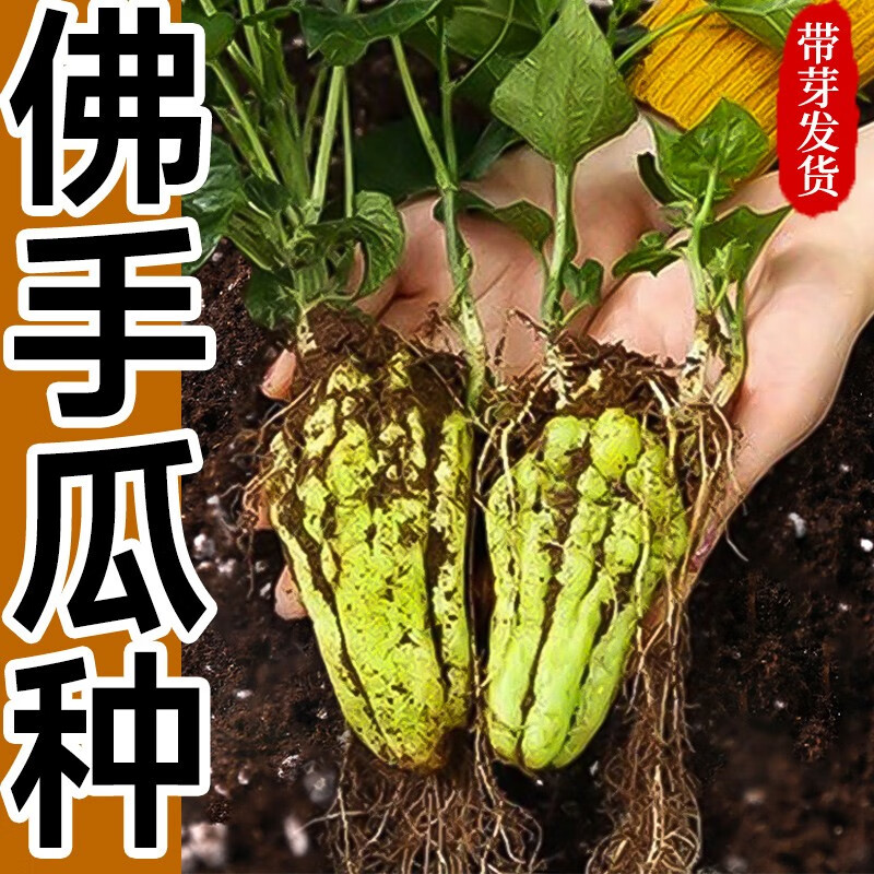 北蔬 佛手瓜苗种子福寿瓜种苗扶手瓜菜瓜 佛手瓜种瓜 1个
