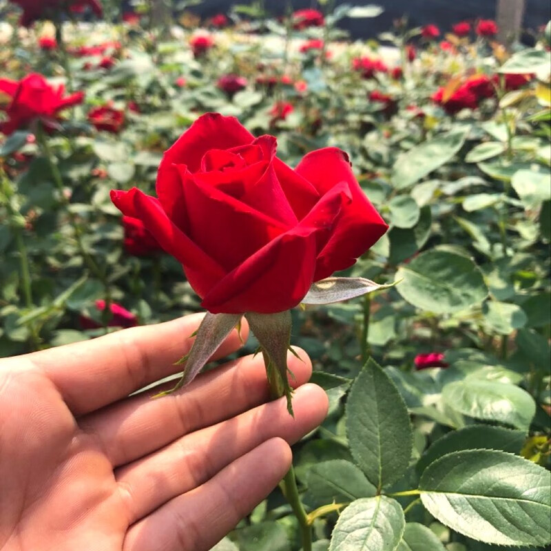 大红月季花 红玫瑰花苗大红色玫瑰花系列卡罗拉切花月季阳台盆栽地栽z