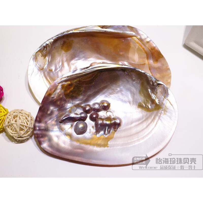 珍珠蚌壳 天然珍珠海螺贝壳珊瑚海星收藏水族贝壳画摆件 珍珠贝13-15