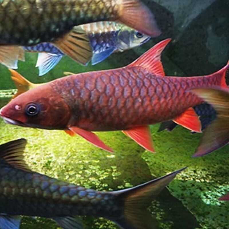 耐寒新光吉罗鱼淡水鱼原生招财吉祥鱼异口观赏鱼发光风水鱼苗 红吉罗