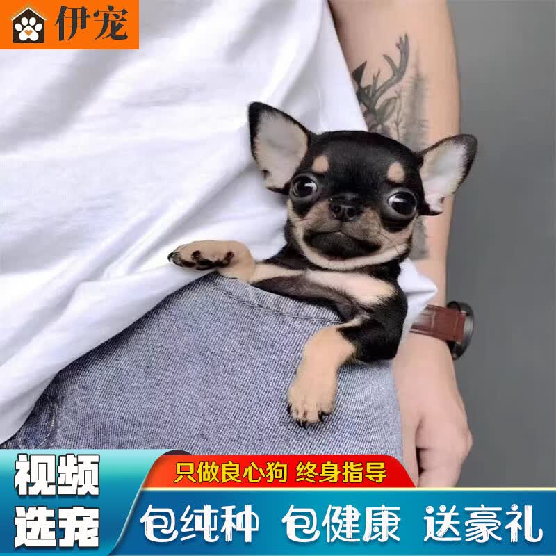 伊宠吉娃娃 幼犬纯种宠物狗狗活体茶杯犬幼犬活物小狗幼崽 宠物级 母怎么看?