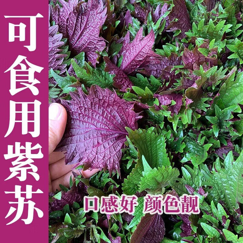 花之然种籽盆栽可食用紫苏叶籽种四季易种菜野菜蔬菜苏子紫苏种子