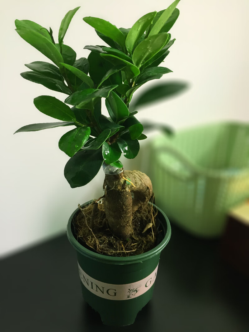 人参榕盆景桌面绿色养眼盆栽四季常青耐寒观茎植物室内禅意小叶榕 小