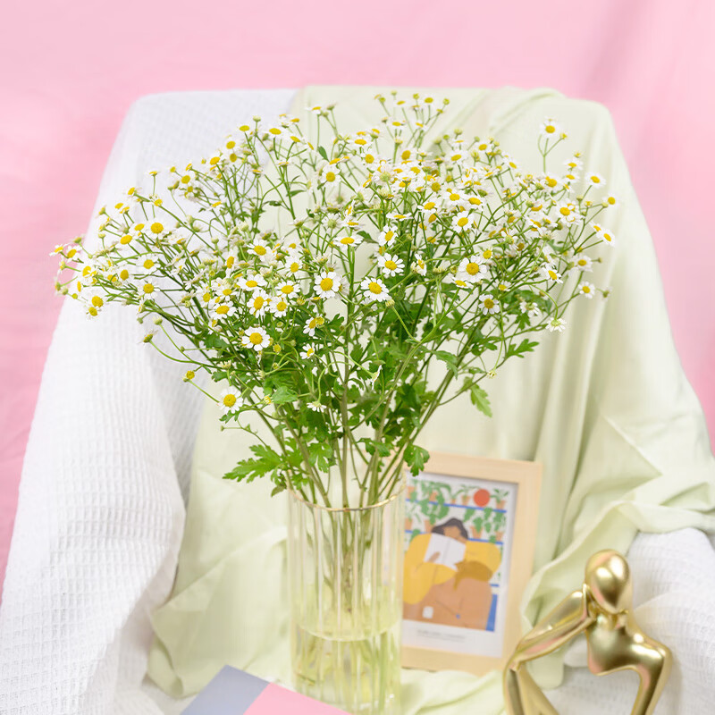 简值了生活鲜花鲜切花云南基地直发生日礼物女洋甘菊10枝 甘菊10枝
