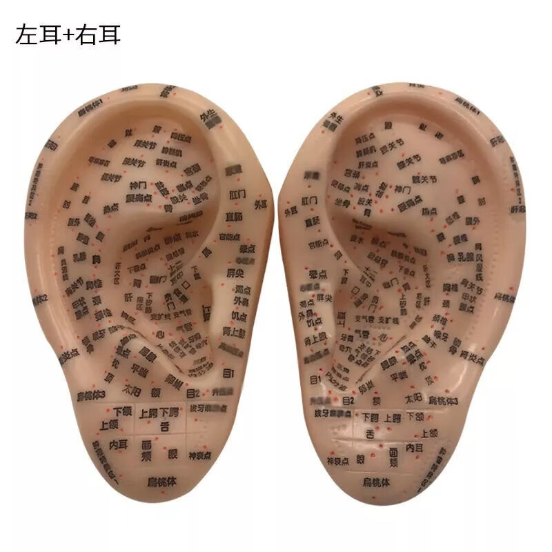 17cm中医教学用左右耳朵耳针模具刻字版 多穴位针灸耳模型左右耳一对