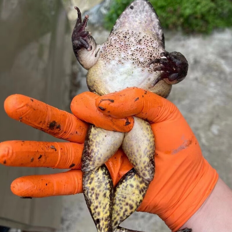 石蛙木槐石蚌石磷优质种蛙包活 石蛙种蛙一对(每只2两以上)