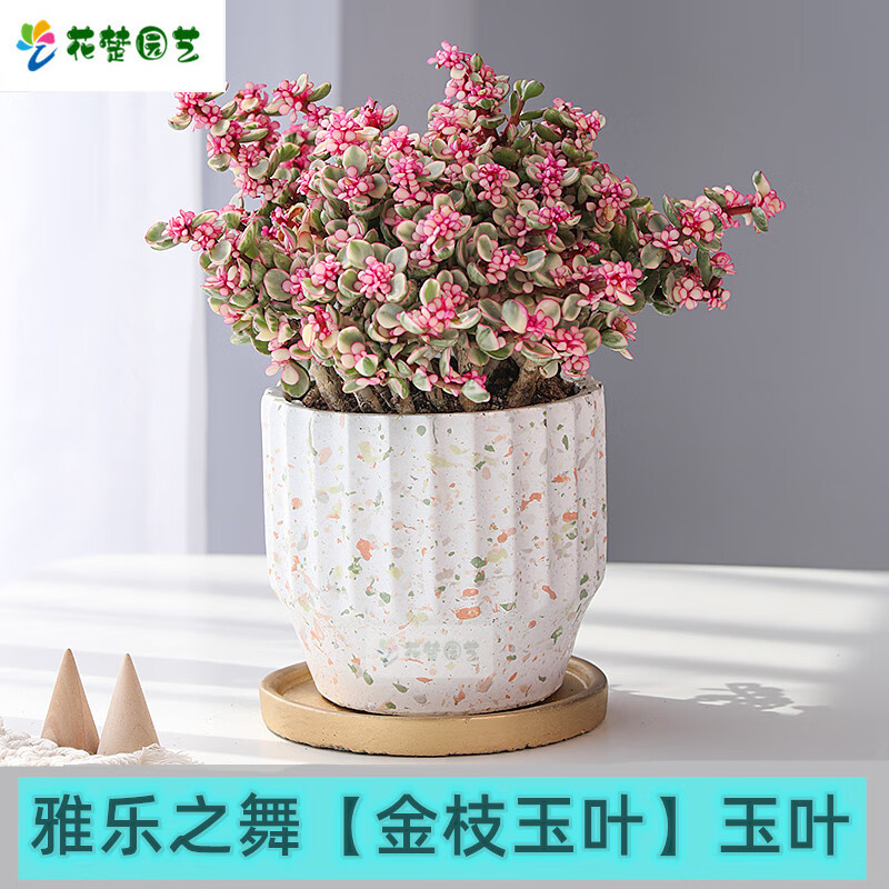 绿植花卉老桩雅乐之舞 金枝玉叶 美观 多肉植物室内盆栽净化空气好养造型稀有品种 雅乐之舞+懒人大圆 含盆