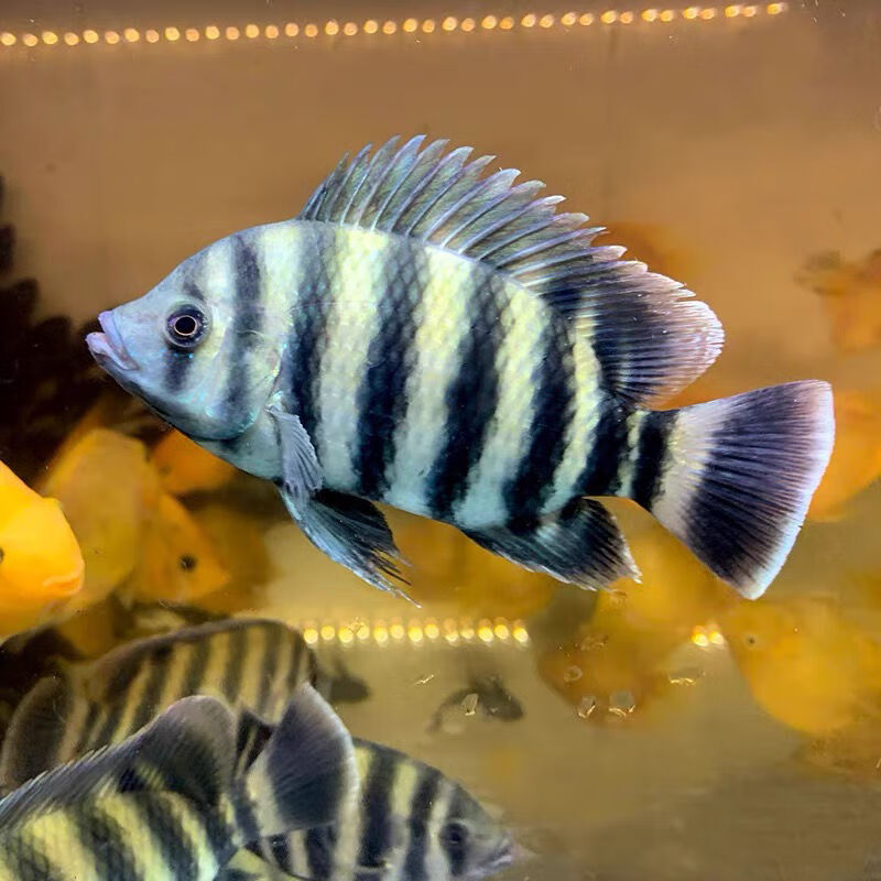 少羽十间鱼热带鱼观赏鱼凶猛大型鱼鱼发财鱼风水鱼淡水鱼活体十间 十