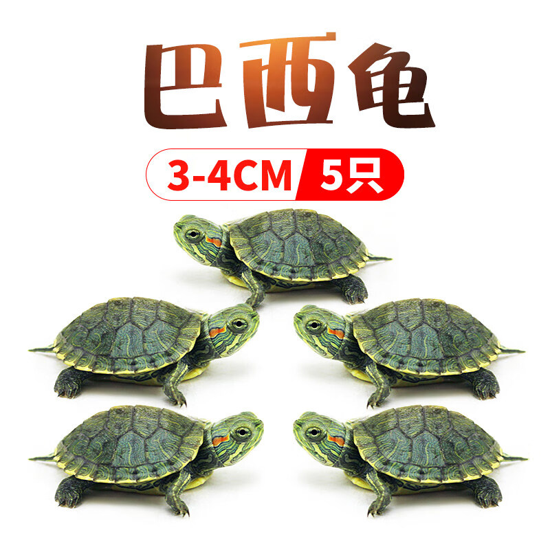 如何看异宠活体商品历史价格|异宠活体价格历史