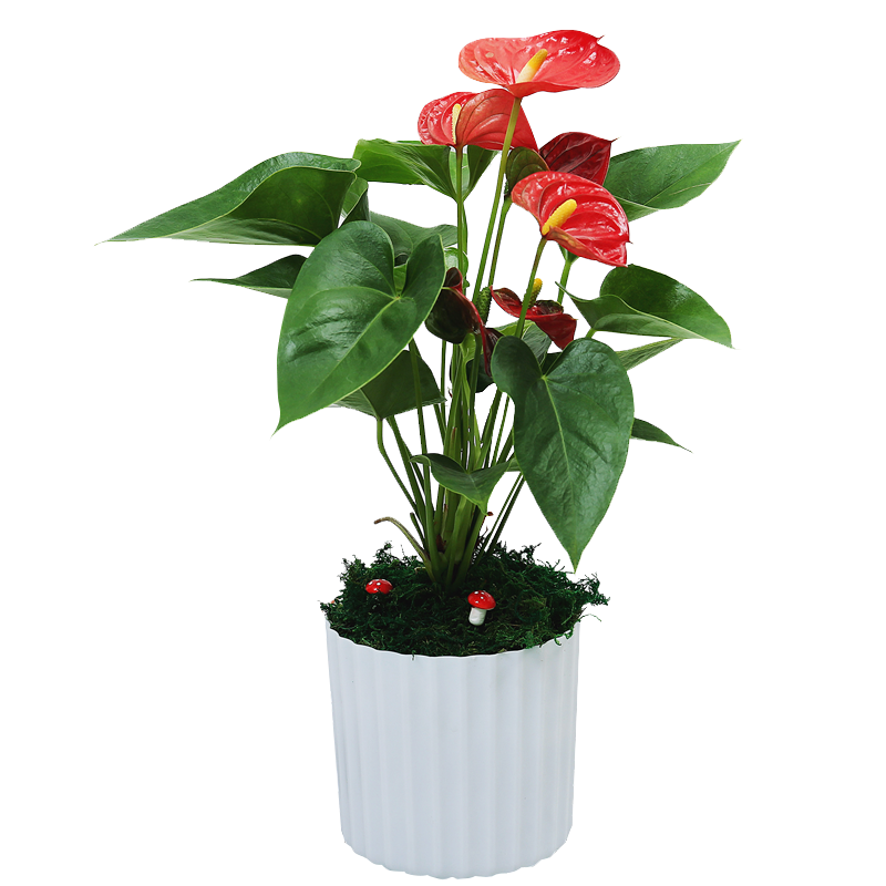 СԩҺֲļֲ칫ڿˮ ԭ 14.9Ԫ