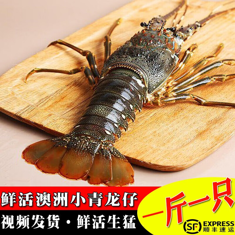 鲜活龙虾仔 澳洲龙虾 青龙仔500g一只 鲜活海鲜生鲜水产 生猛发货澳龙