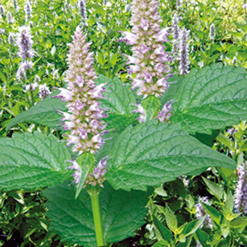 语安藿香种子 多年生草本植物观叶常绿芳香四季可播种易活易种好生长