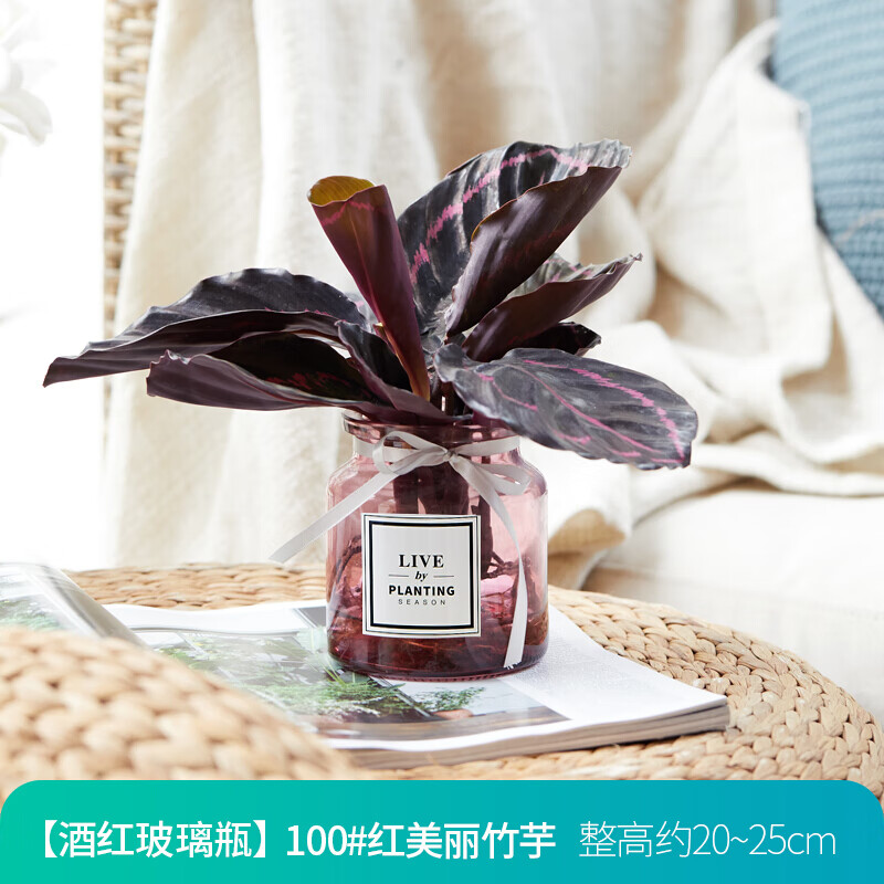吉利红盆栽桌面玻璃瓶四季好养网红绿植好养 酒红玻璃瓶[红美丽竹芋]