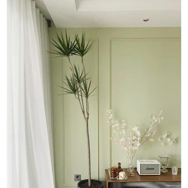 施韵令绿色乳胶漆油漆翻新自刷墙面涂料牛油果绿墨绿淡绿复古绿奶酪