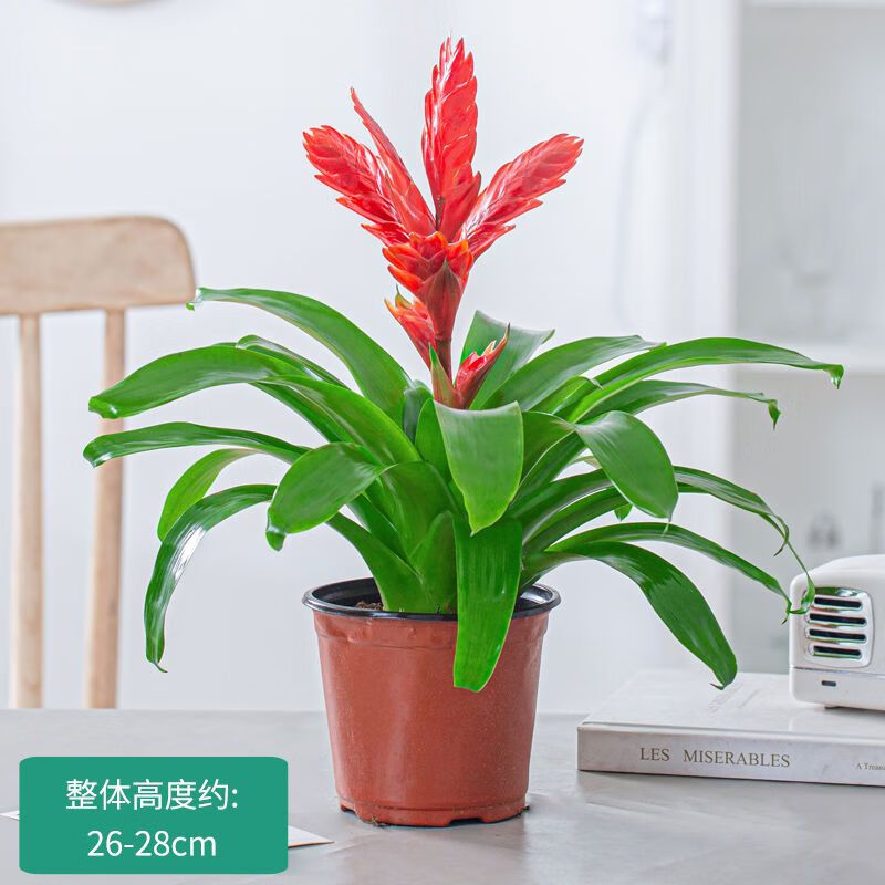 恬园小巷鸿运当头手万年红玉扇盆栽植物办公室内好养绿植开花净化空气