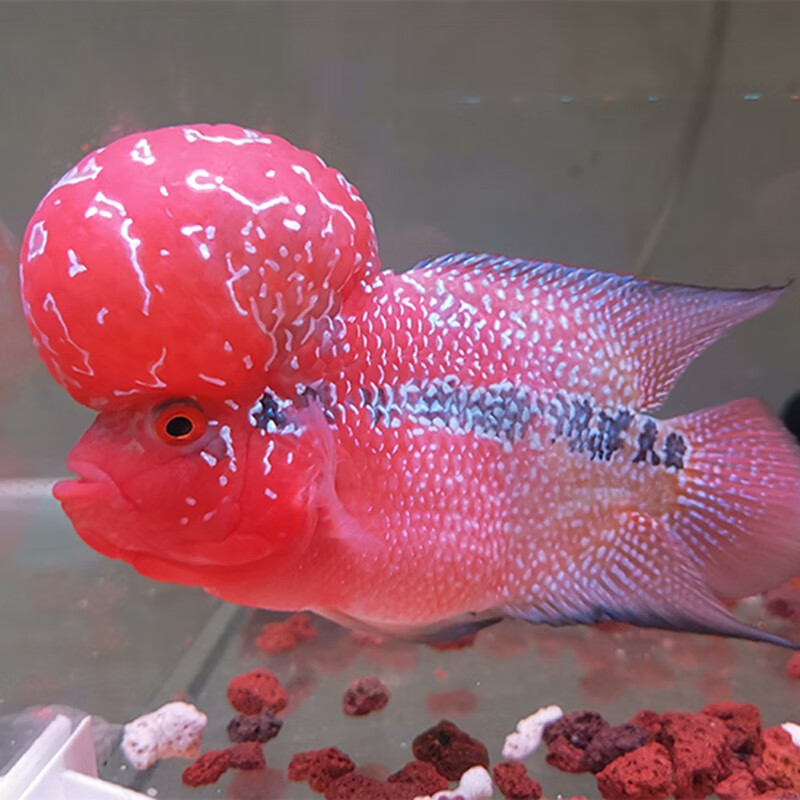 jypet罗汉鱼活体鸿运当头罗汉鱼精品鸿运亚成鱼起头热带观赏鱼活体 7