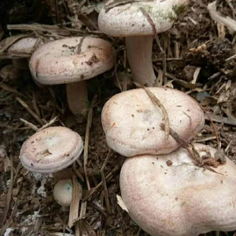 野生松树菌青碟花菌种子黄碟花菌种子野生蘑菇种子人工种植菌种 工