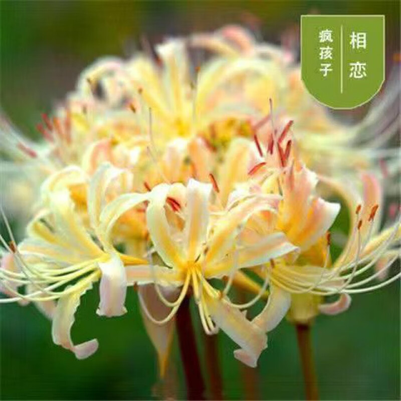 彼岸花种子易活盆栽永生花曼珠沙华种球曼陀罗花室内庭院花卉绿植