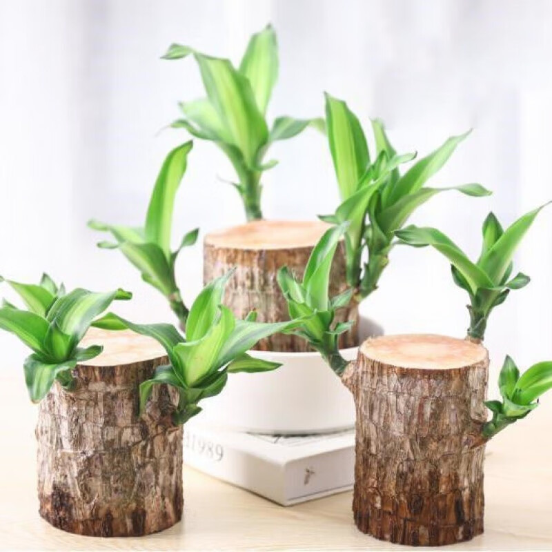 辉客映上 开花娃娃巴西木幸运木开花情侣花盆生根长草娃娃室内盆栽水