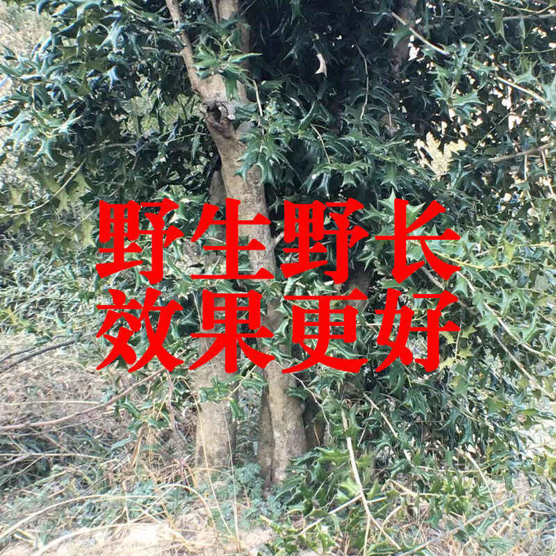 北京同仁堂原料天然野生枸骨叶 猫儿刺叶 老鼠刺叶 八角刺 功劳叶 只