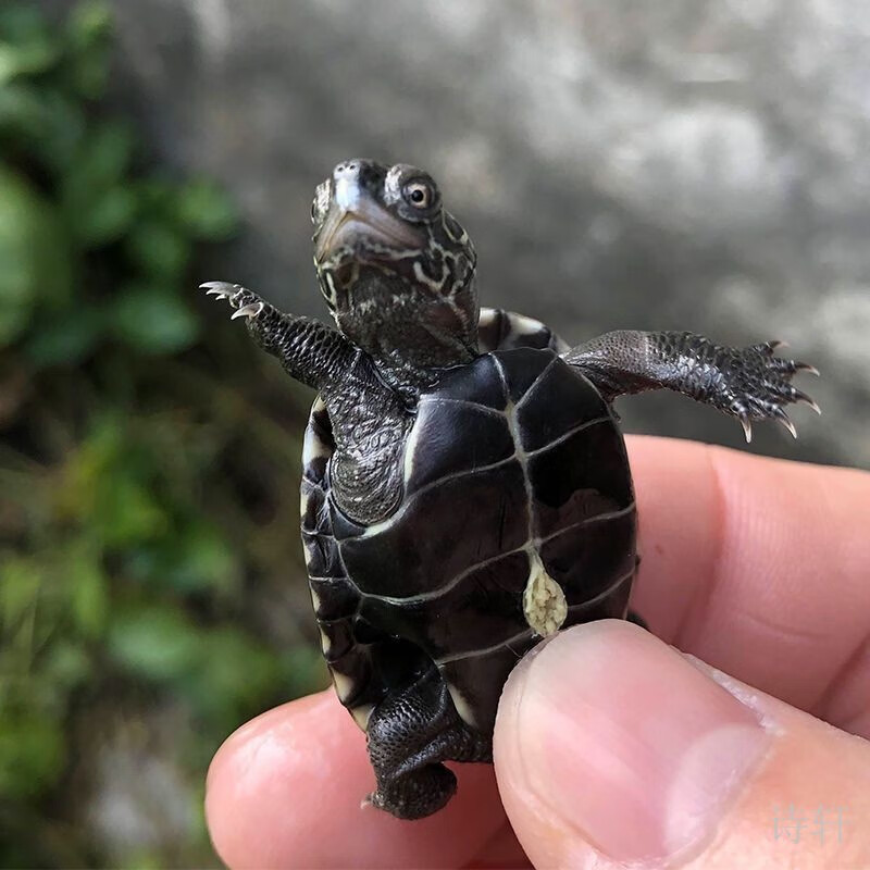 异宠活体历史价格查询软件|异宠活体价格走势图