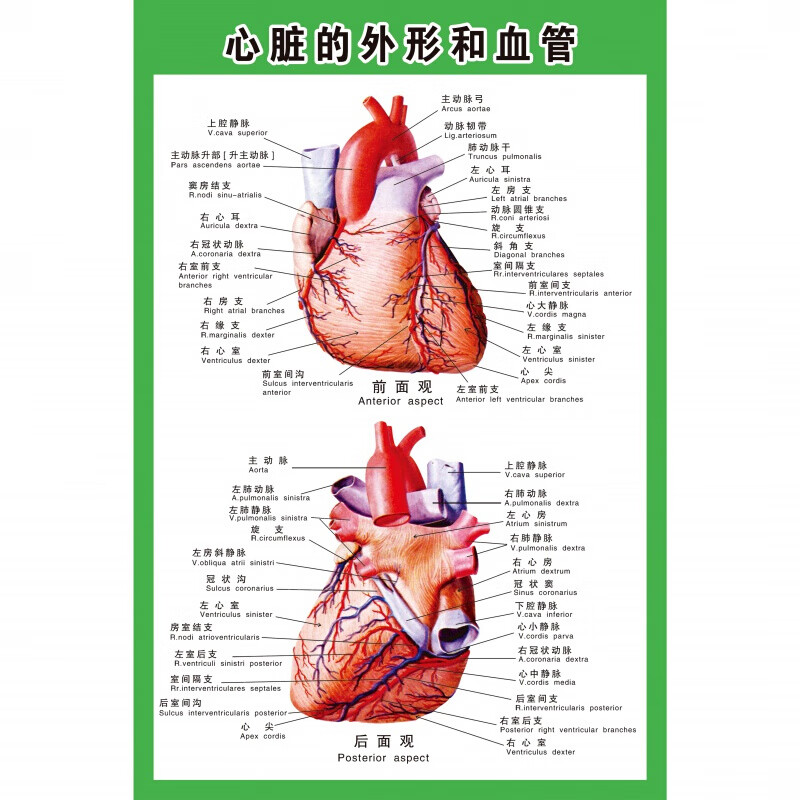 心脏结构示意图 人体内脏解剖示意图医学宣传挂图人体器官心脏结构图