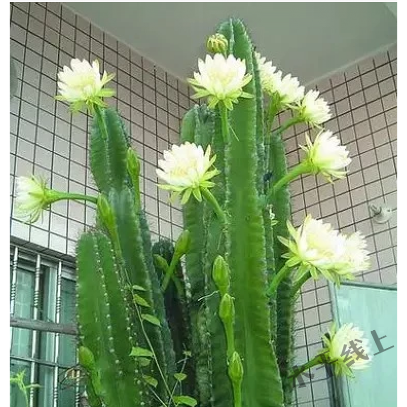 量天尺仙人掌好养净化空气绿植花卉盆栽瑰季 量天尺30厘米高-40厘米高
