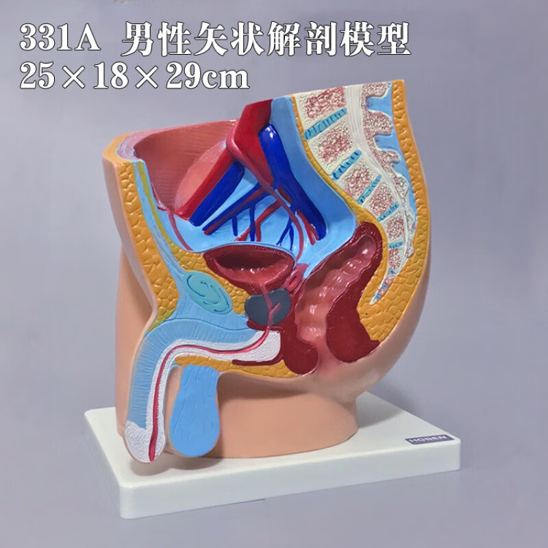 人体生殖模型矢状面解剖男女盆腔腹部器官妇产科医学教学模具 331a