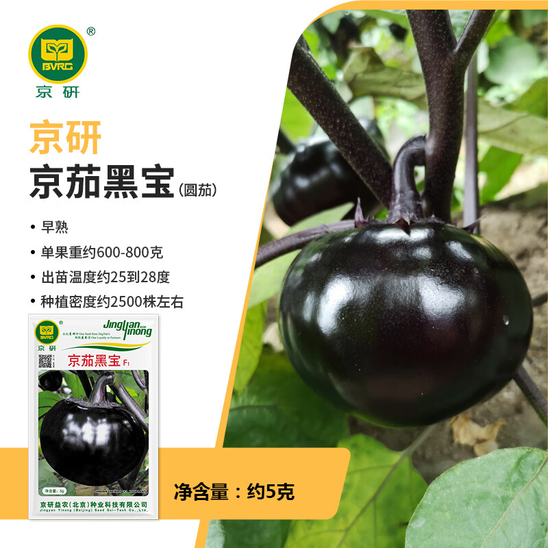 京研圆茄子种子紫黑油亮圆茄子苗四季易种阳台盆栽大棚农科院蔬菜籽孑