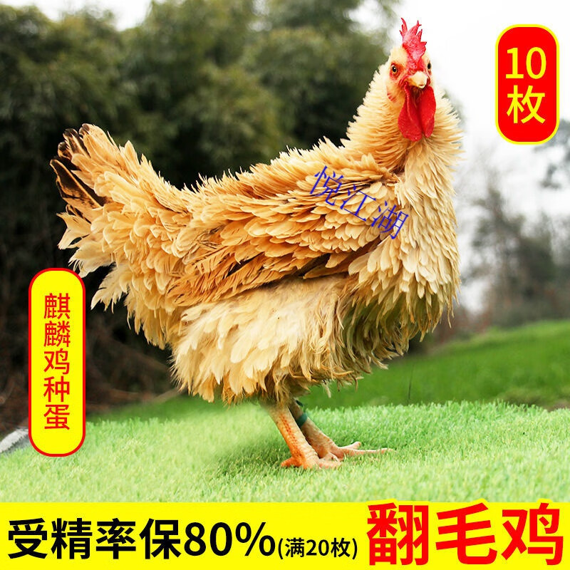 悦江湖种蛋受精蛋可孵化农家散养土鸡正宗麒麟鸡卷毛翻毛鸡受精蛋