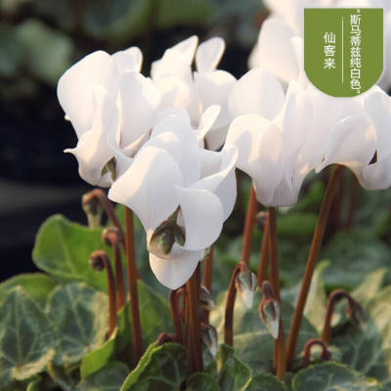 镜之月仙客来球 先客来花苗四季开花原生大球苗子迎客来花 白色 不含