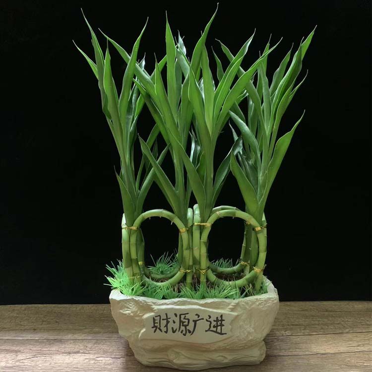 喵小杏竹盆栽室内办公客厅造型富贵竹盆景前台桌面植物绿植 竹 财源广