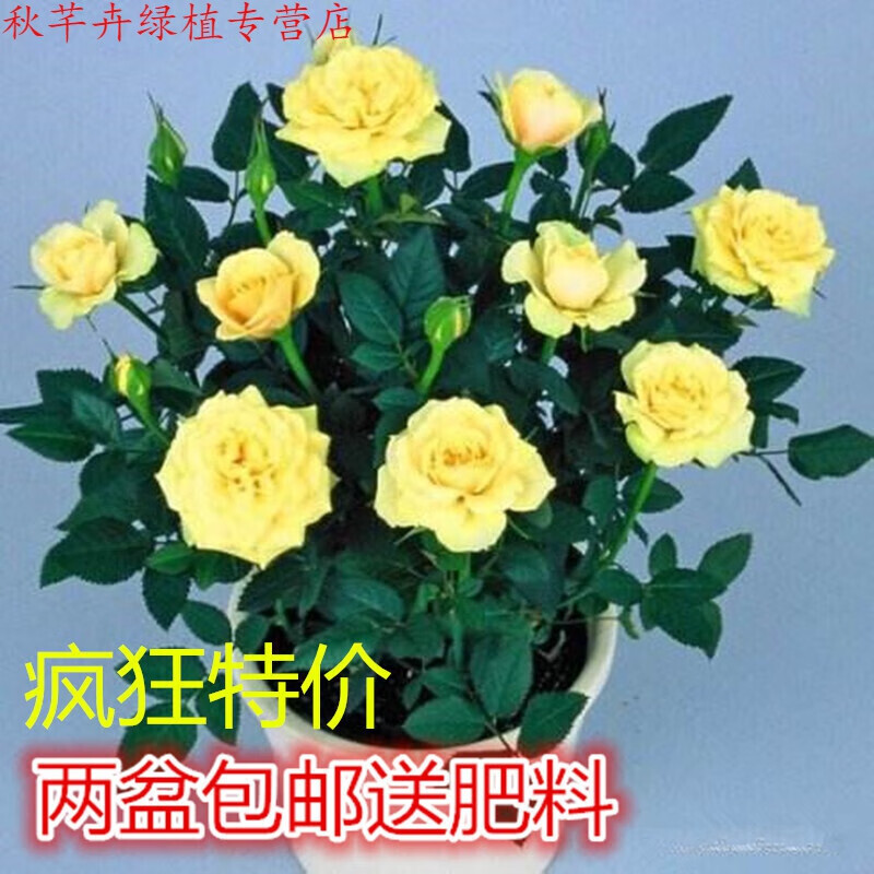 秋芊卉 带花苞欧月果汁阳室内观花植物花卉盆栽 四季开花月季 摩纳哥公主 月季大苗(高度30-50CM)