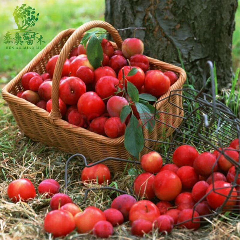 南北方种植 果树苗 李子树 果苗 美国蛇李 3年苗当年结果