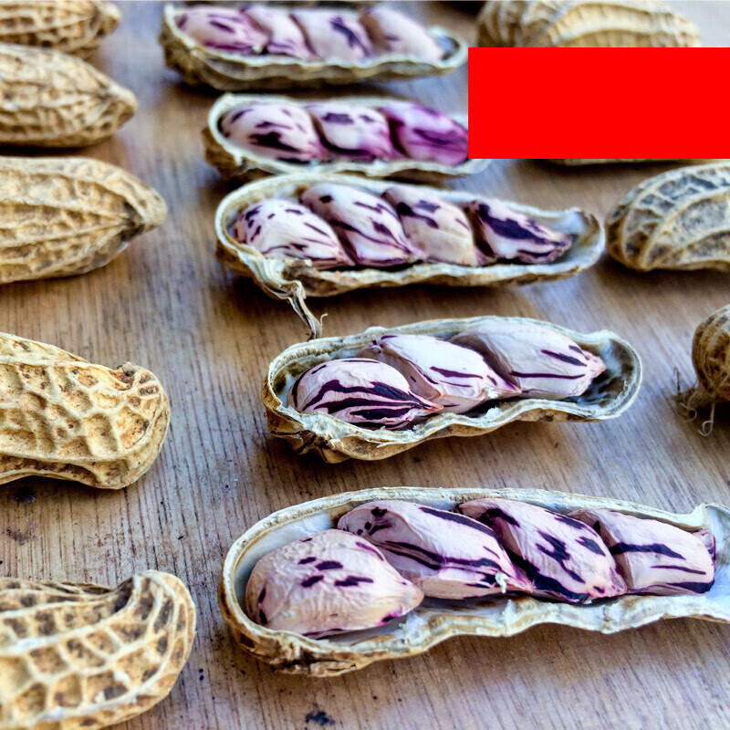 虎钢馋云南七彩花生野地带壳生的种子可生吃水果五彩色花生新货一斤