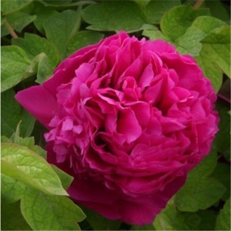 景曦 国花 洛阳牡丹 带花苞发货室内花卉绿植盆栽 牡丹花苗 当年 首聚