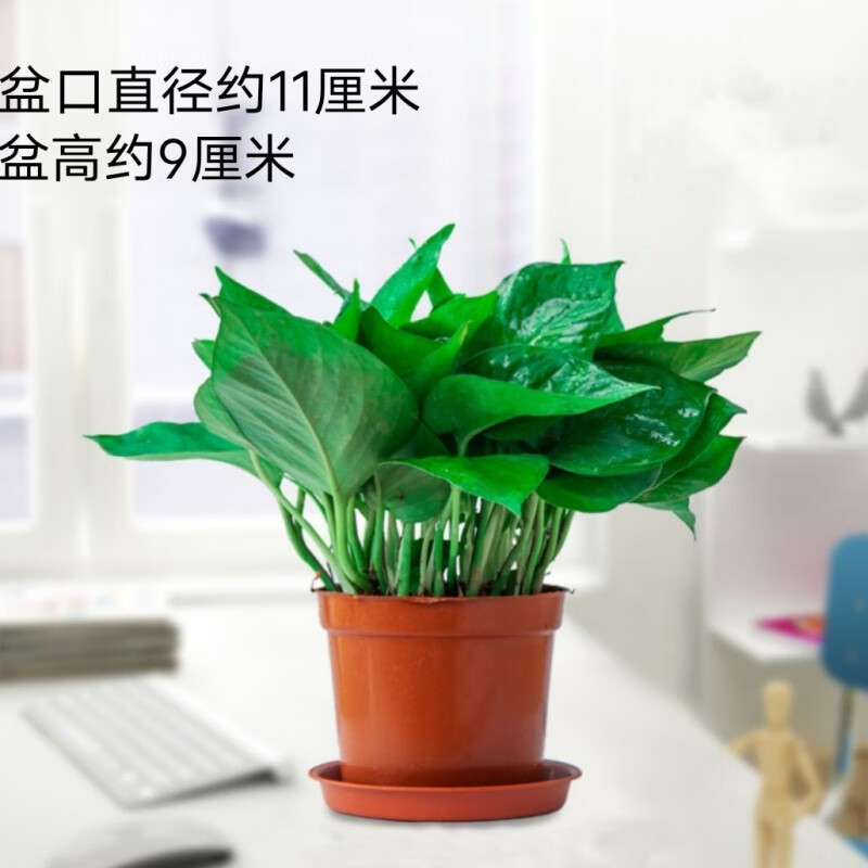 【精品绿植】绿萝盆栽室内绿植水培大叶绿萝长藤储水盆新房吸甲醛绿萝