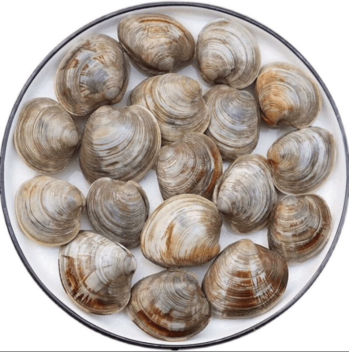 果亦橙花甲鲜活海鲜水产美贝文蛤贝类海蛤蜊新鲜黄蛤蜊大花甲蛤蜊 10
