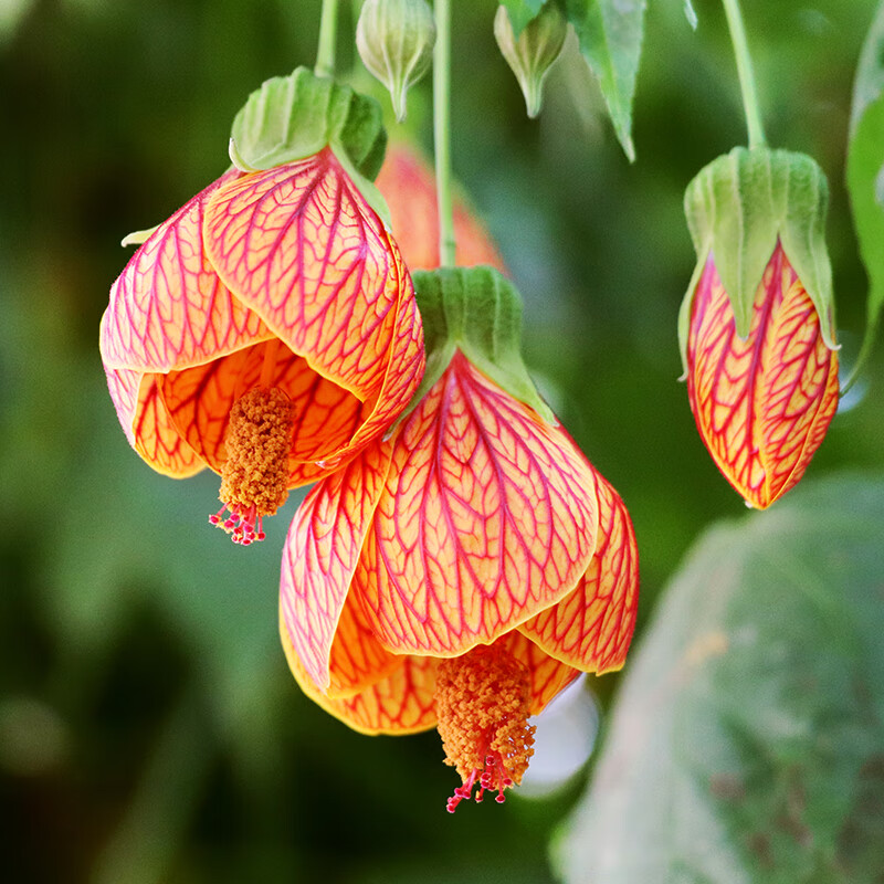 侬律 纹瓣悬铃花灯笼花风铃花金铃花耐热抗寒好养四季木本灯笼花植物