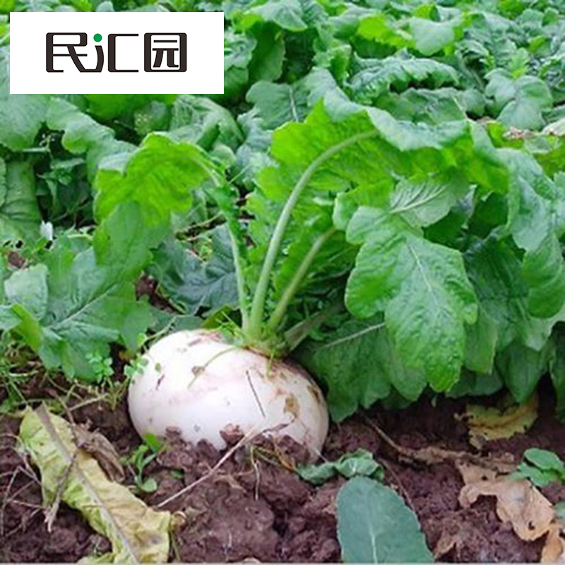 民汇园圆白萝卜种子水晶一号萝卜春不老萝卜韩国进口种不易糠心汁多