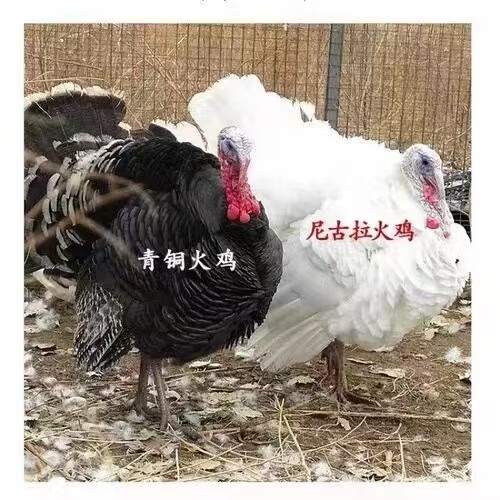 1斤重青铜火鸡1只(公母备注)