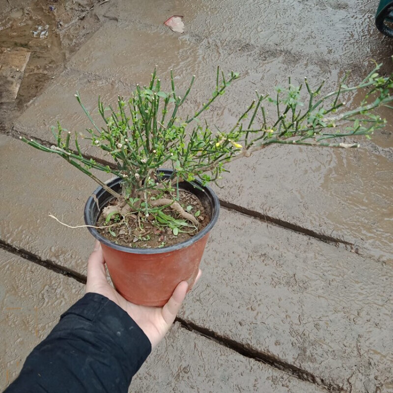 御卉阁 迎春花盆景 迎春花树苗 虎蹄小叶迎春花 迎春花盆栽 植物绿植