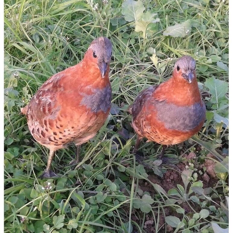 竹鸡模型精品竹鸡玩具标本新款竹鸡户外用品摆件教学用品竹鸡标本