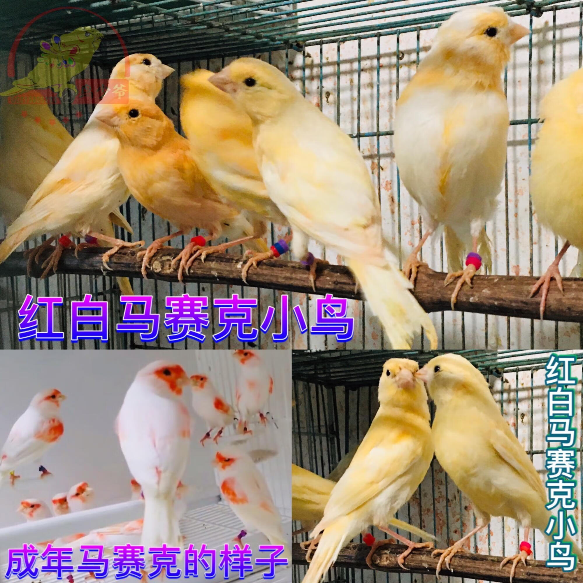 玉鸟鸟活体红玉鸟活物观赏鸟山东活体红玉鸟活体鸟鸣唱小 红白马赛克