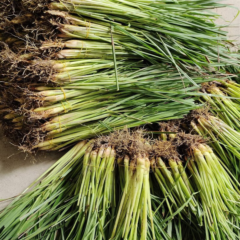 绿植花卉 新鲜香茅草苗柠檬苗泰国柠檬草香茅草盆栽 8棵 盆 肥料 生根