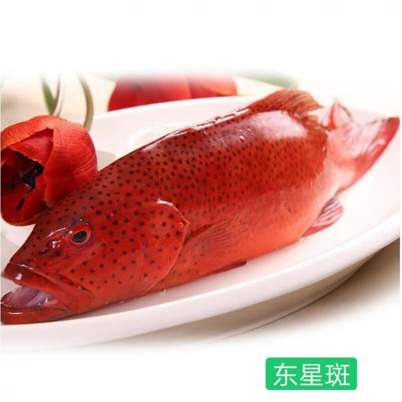 鲜活速冻石斑鱼海鱼珍珠斑鱼龙胆老虎斑海鲜鱼类 东星斑鱼净膛后1条1